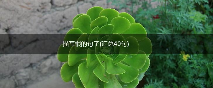 描写恨的句子(汇总40句),第1张