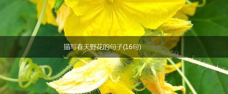 描写春天野花的句子(16句),第1张