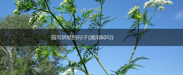 描写拱桥的句子(通用60句),第1张