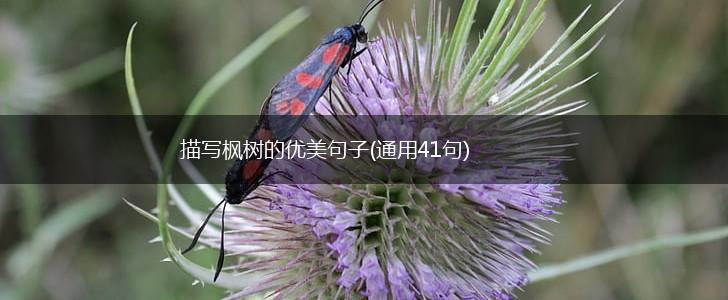 描写枫树的优美句子(通用41句),第1张