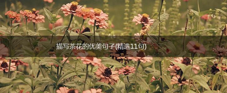 描写茶花的优美句子(精选11句),第1张