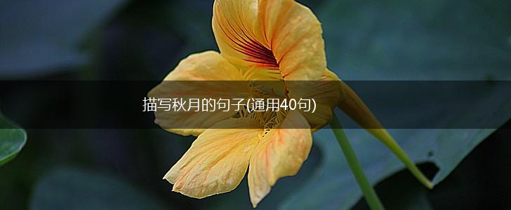 描写秋月的句子(通用40句),第1张