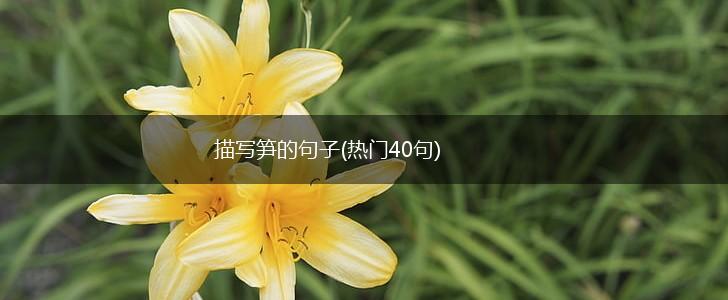 描写笋的句子(热门40句),第1张
