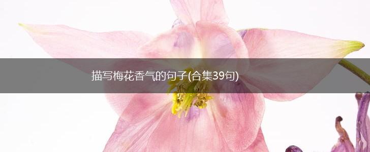 描写梅花香气的句子(合集39句),第1张