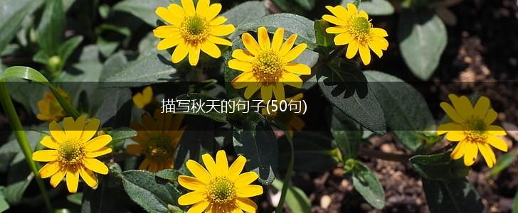 描写秋天的句子(50句),第1张
