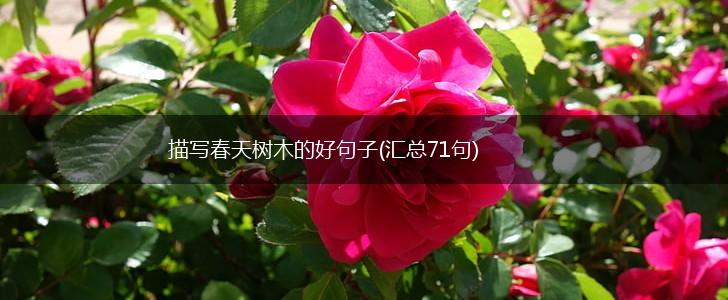 描写春天树木的好句子(汇总71句),第1张