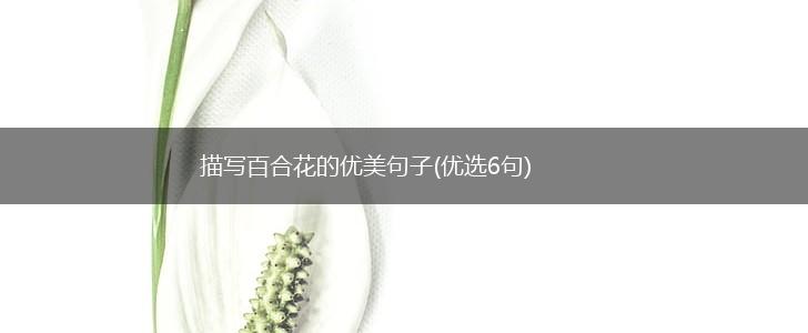 描写百合花的优美句子(优选6句),第1张
