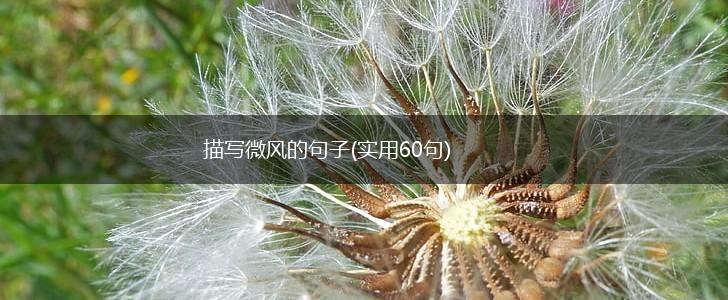 描写微风的句子(实用60句),第1张