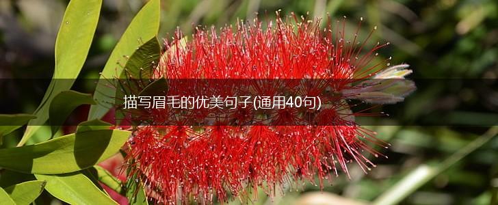 描写眉毛的优美句子(通用40句),第1张