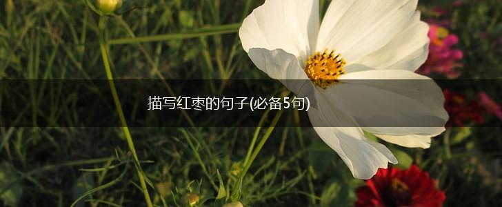 描写红枣的句子(必备5句),第1张