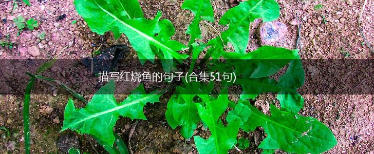 描写红烧鱼的句子(合集51句),第1张