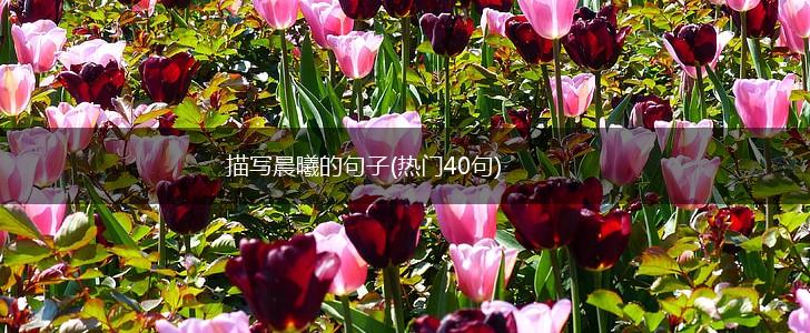 描写晨曦的句子(热门40句),第1张