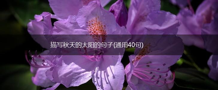 描写秋天的太阳的句子(通用40句),第1张