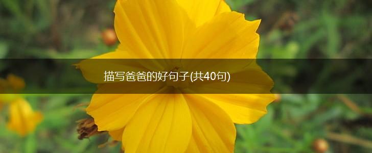 描写爸爸的好句子(共40句),第1张