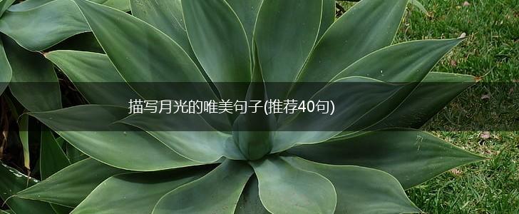 描写月光的唯美句子(推荐40句),第1张