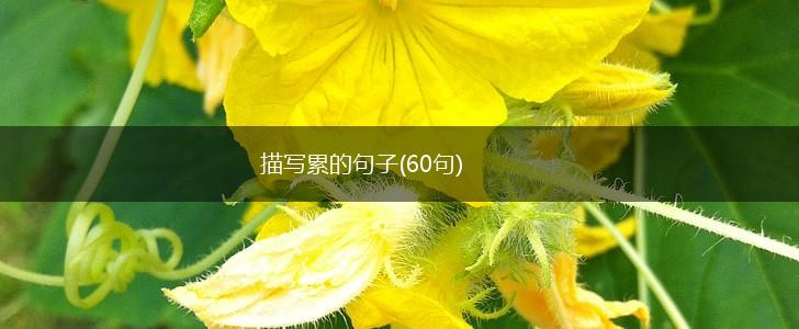 描写累的句子(60句),第1张