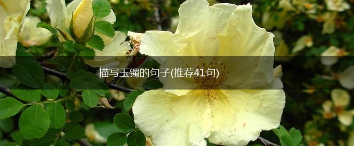 描写玉镯的句子(推荐41句),第1张
