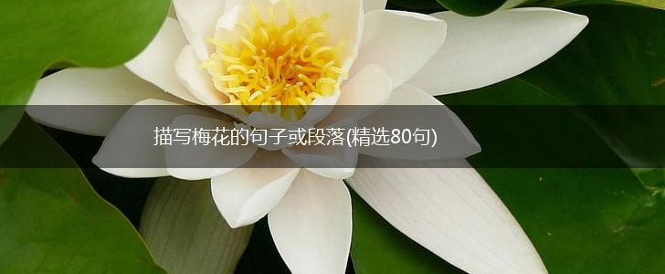 描写梅花的句子或段落(精选80句),第1张