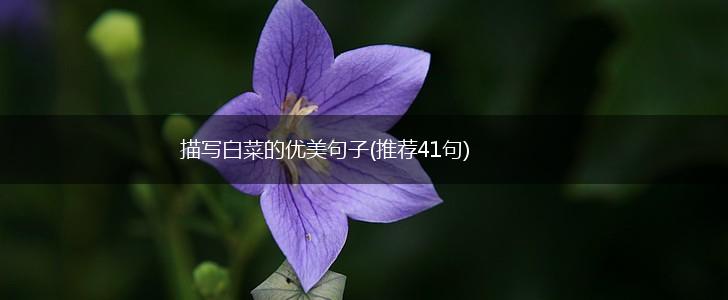 描写白菜的优美句子(推荐41句),第1张