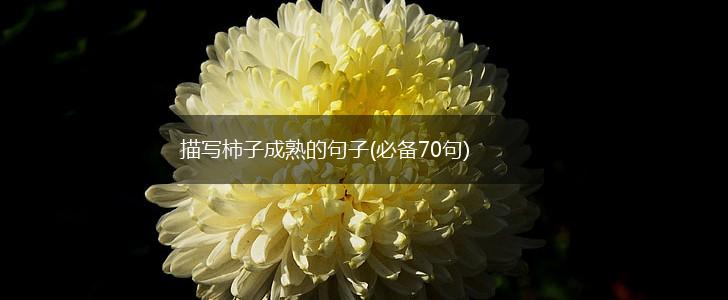 描写柿子成熟的句子(必备70句),第1张