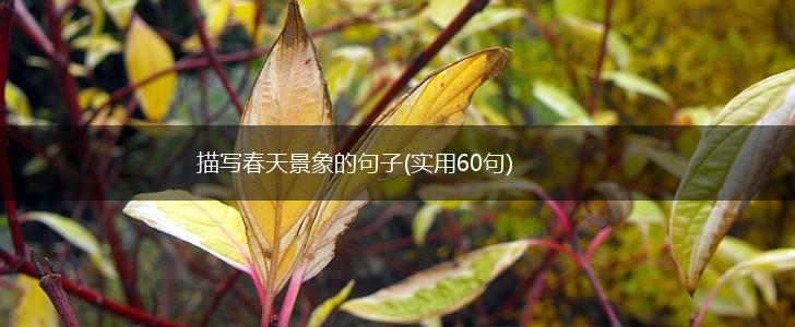 描写春天景象的句子(实用60句),第1张