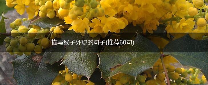 描写猴子外貌的句子(推荐60句),第1张