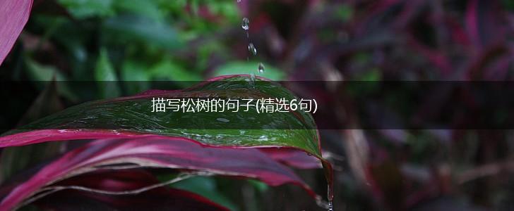 描写松树的句子(精选6句),第1张