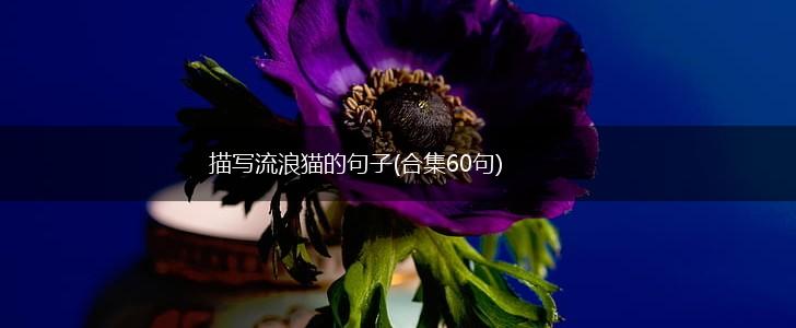 描写流浪猫的句子(合集60句),第1张