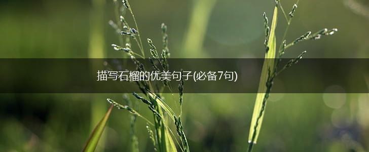 描写石榴的优美句子(必备7句),第1张