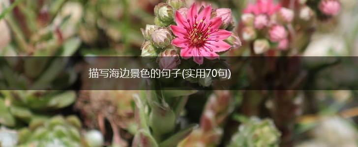 描写海边景色的句子(实用70句),第1张