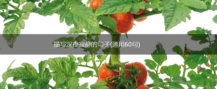 描写深夜寂静的句子(通用60句),第1张