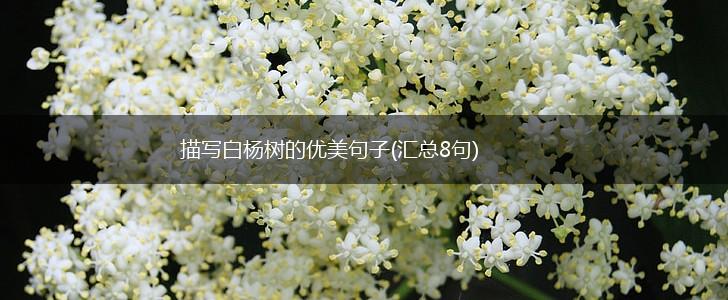 描写白杨树的优美句子(汇总8句),第1张