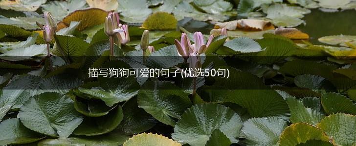 描写狗狗可爱的句子(优选50句),第1张