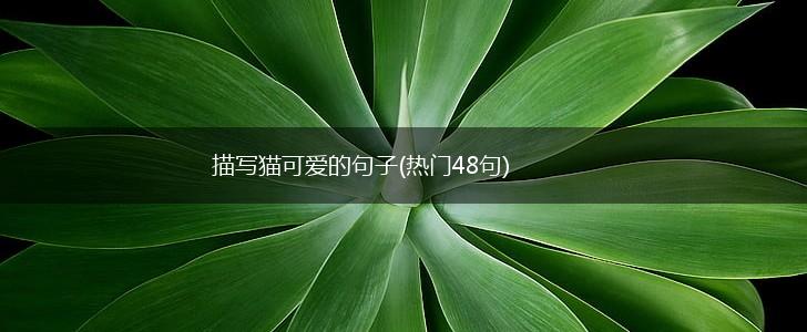 描写猫可爱的句子(热门48句),第1张