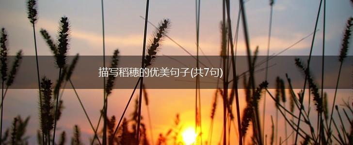 描写稻穗的优美句子(共7句),第1张