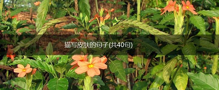 描写皮肤的句子(共40句),第1张