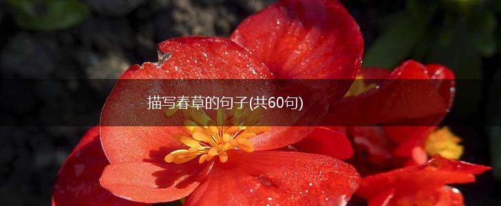 描写春草的句子(共60句),第1张