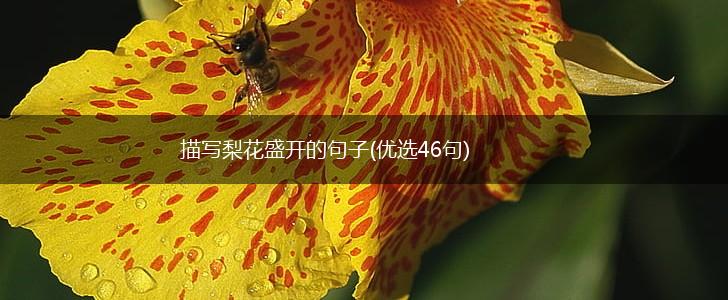 描写梨花盛开的句子(优选46句),第1张