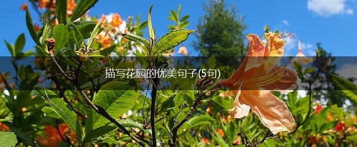 描写花园的优美句子(5句),第1张