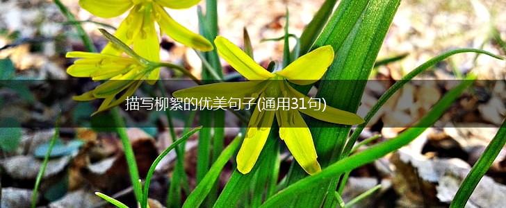 描写柳絮的优美句子(通用31句),第1张