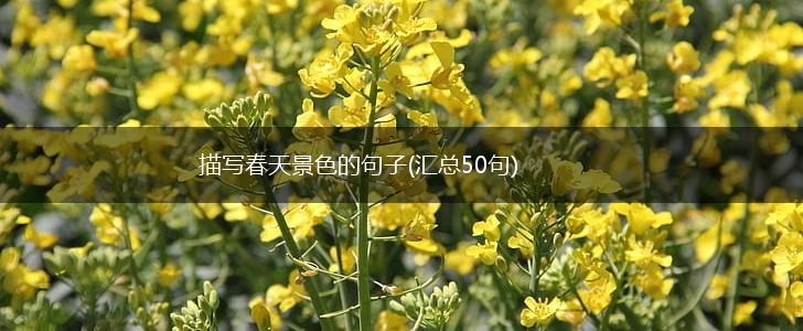 描写春天景色的句子(汇总50句),第1张