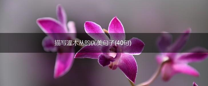 描写灌木丛的优美句子(40句),第1张