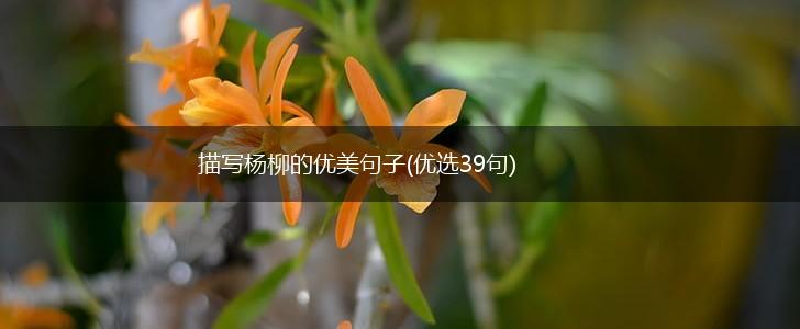 描写杨柳的优美句子(优选39句),第1张