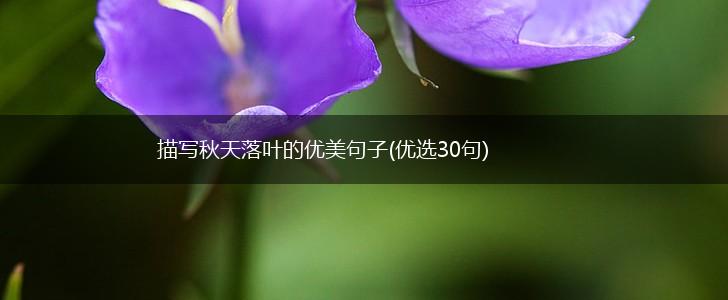 描写秋天落叶的优美句子(优选30句),第1张