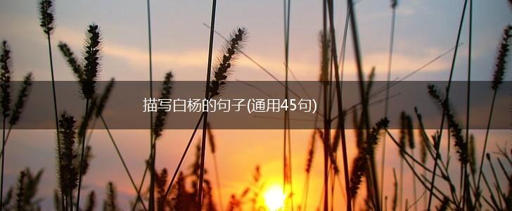 描写白杨的句子(通用45句),第1张