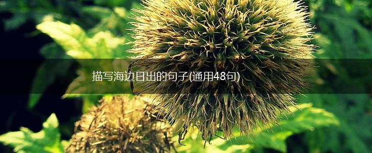 描写海边日出的句子(通用48句),第1张