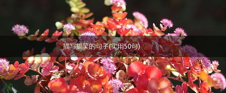 描写搞笑的句子(实用50句),第1张