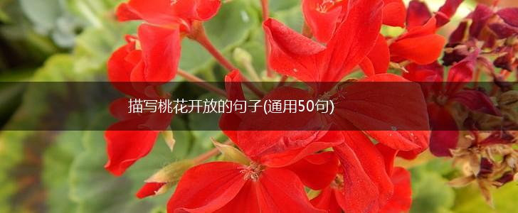 描写桃花开放的句子(通用50句),第1张