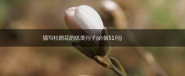 描写杜鹃花的优美句子(必备51句),第1张