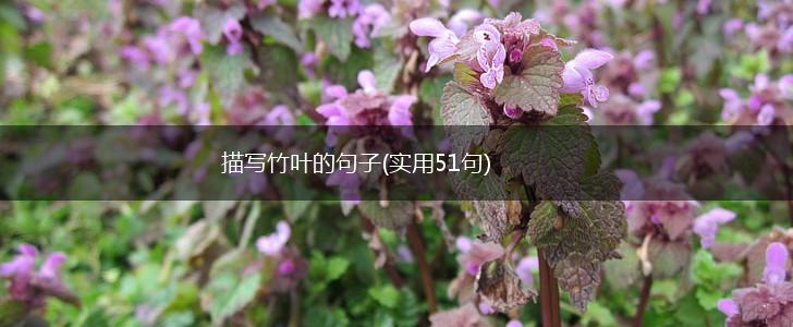 描写竹叶的句子(实用51句),第1张